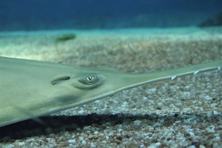 Close-up of a long comb Sawfish resting on the pebbled bottom of the sea.