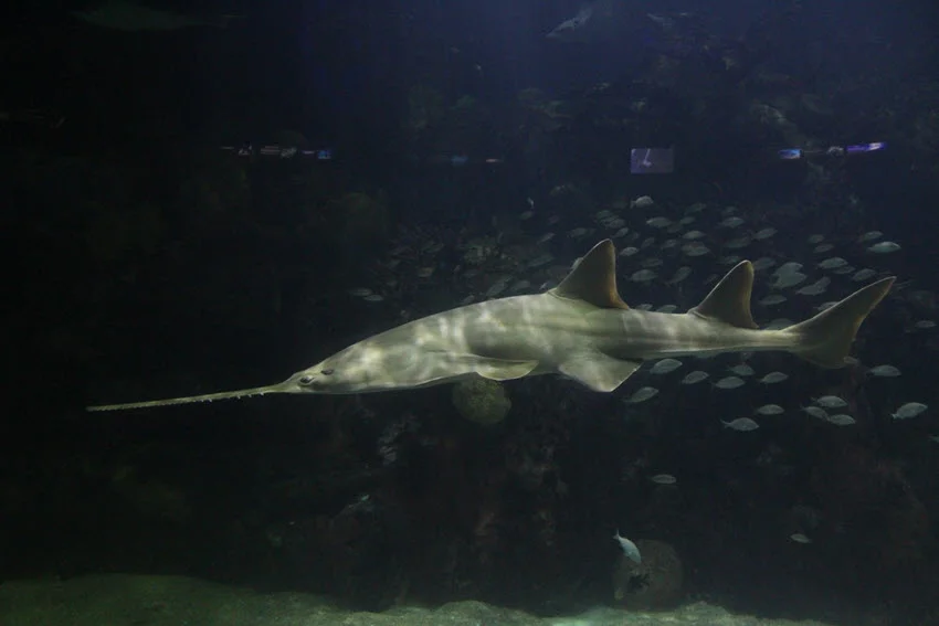 Olive green Sawshark swims in dark waters, close to the bottom, with a small fish school in the background.