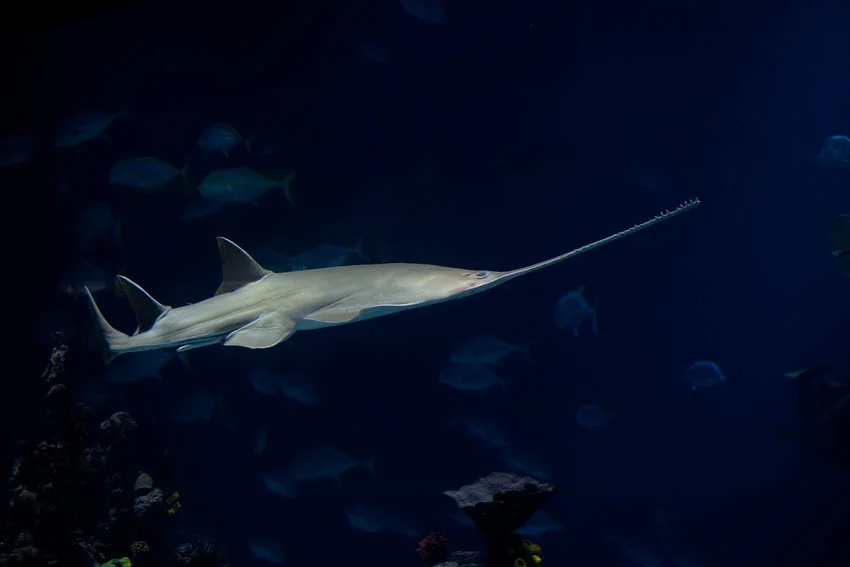 A Sawfish swimming through deep, dark ocean waters, where its greenish body appears nearly white in the dim light.