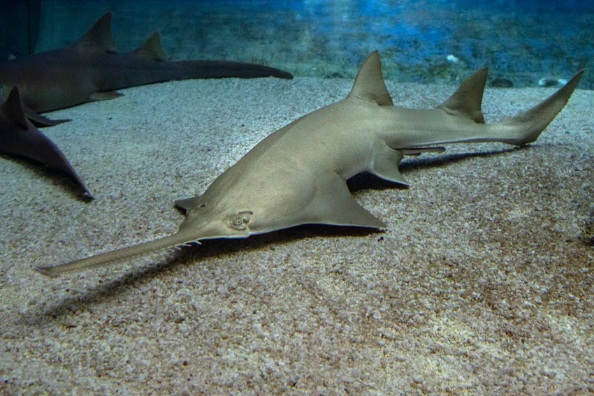 Close-up view of a Sawfish lying on the sandy ocean bottom, focusing on its saw-like snout and mouth.