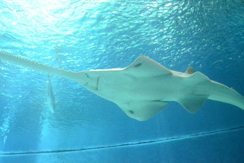 Sawfish swimming in crystal clear water near the surface with its whitish belly and the saw at full length.