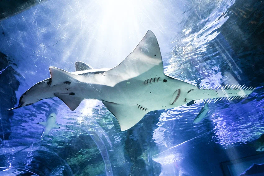 Sawfish vs. Sawshark: Comparison in Depth.