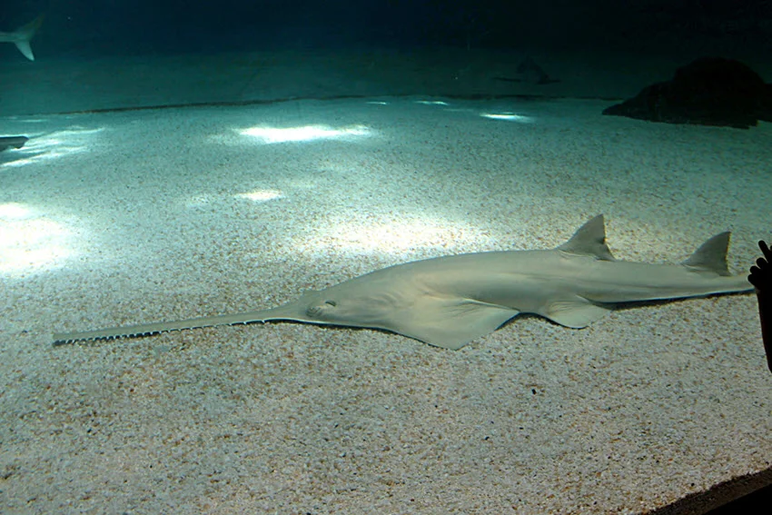 A large Sawshark of a whitish cream color, lies on the bottom of the ocean, on white sand and rocks, in crystal clear water, while the sun's rays penetrate all the way to the bottom.