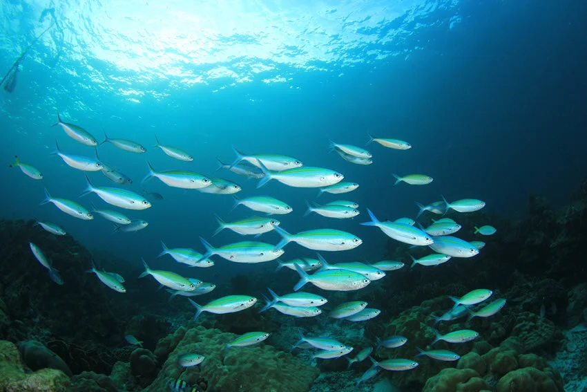 School of blue-white sardine fish swim underwater, around coral green structure.
