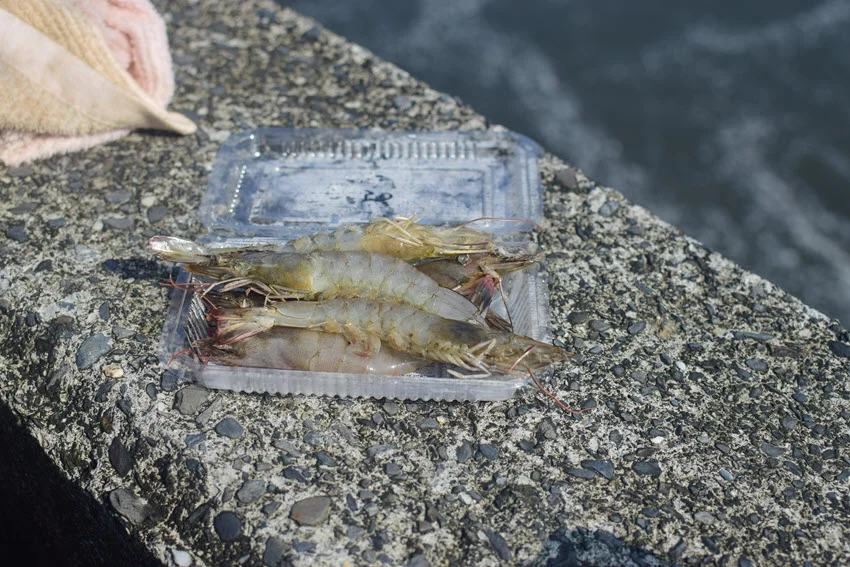 Fresh shrimp bait, placed in a small open plastic box, presented on stone marine dock.