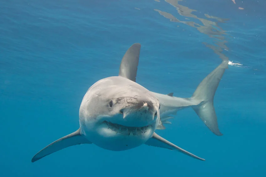 Front view of a Great White Shark approaching through open water with its broad head, dark eyes, and dorsal fin clearly visible.