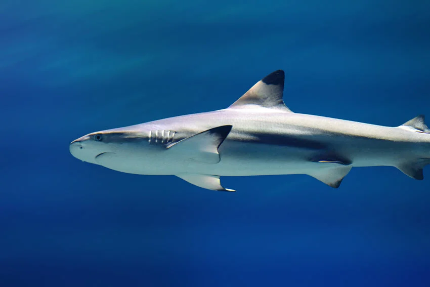 Blacktip Shark swimming through clear blue water, displaying the dark markings on its fins and sleek coastal predator profile.