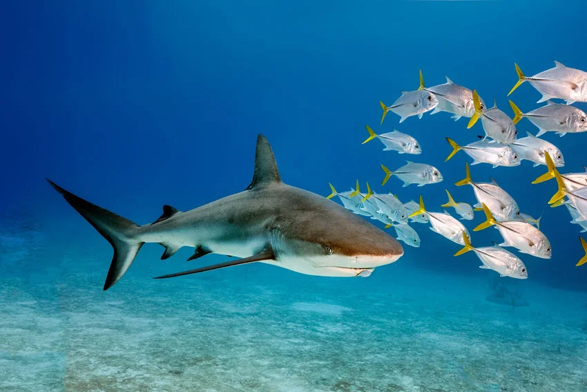 Bull Shark swimming beside a school of small fish over a sandy bottom, showing its stocky body and blunt snout.