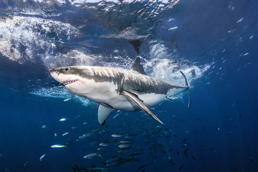 Shark Fishing: The Angler's Guide