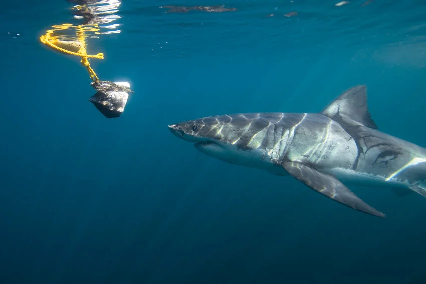 Great White Shark approaching a floating bait near the surface, with sunlight highlighting its dorsal fin and muscular body.