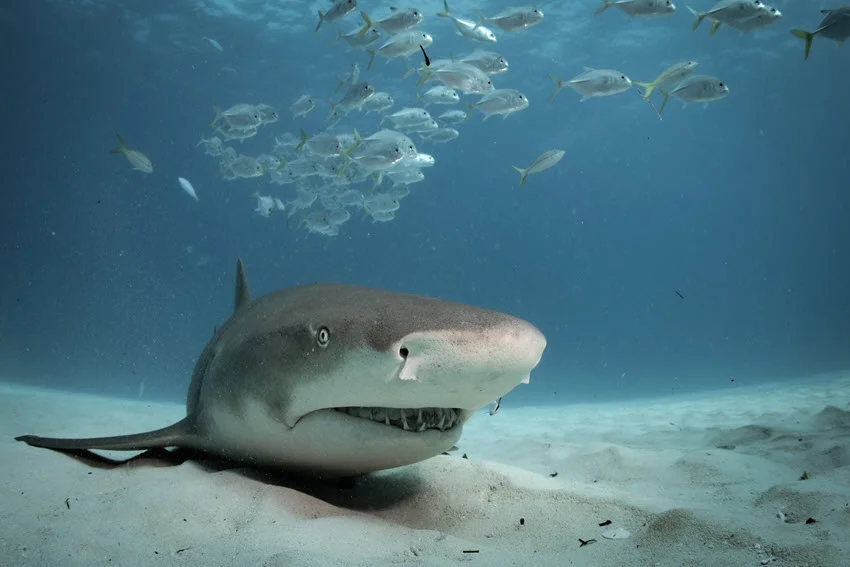 Close view of a Lemon Shark resting on a sandy seafloor while a school of fish passes through the water above.