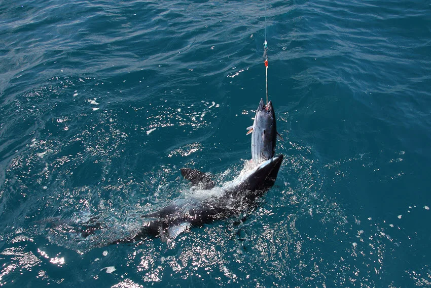 Action shot of a Mako Shark attacking a Skipjack Tuna bait near the surface during an offshore Shark-fishing trip.