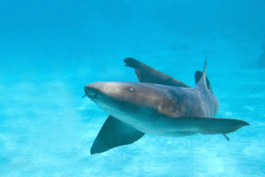 Nurse Shark swimming above a pale sandy bottom, showing its broad head, rounded fins, and long brown body.
