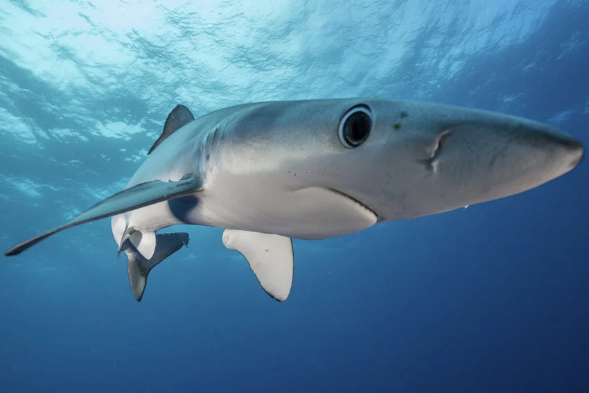 Blue Shark swimming just below the ocean surface, showing its slender body, long snout, and extended pectoral fins.