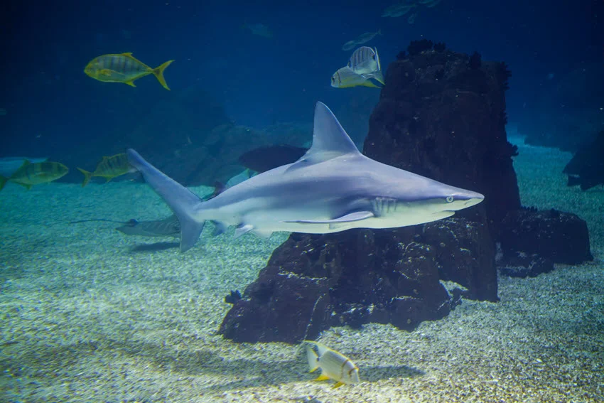 Sandbar Shark swimming above a sandy seafloor beside a rocky ledge, with its tall dorsal fin and streamlined body clearly visible.