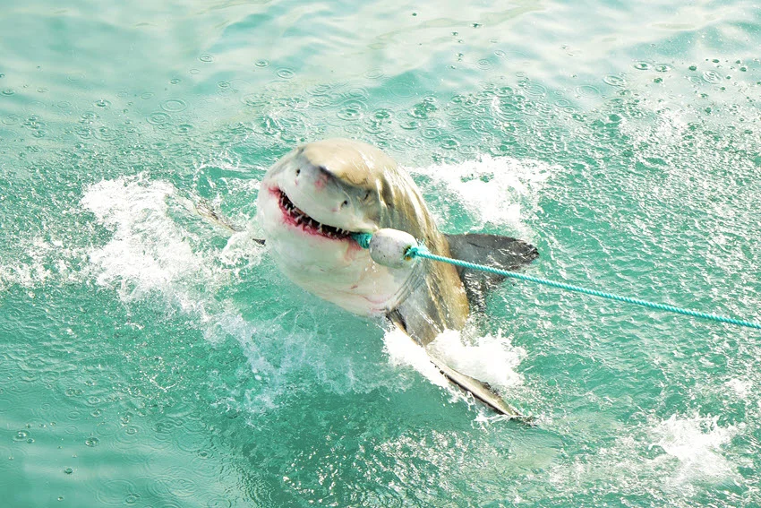 Great White Shark striking bait at the surface, churning turquoise water as the bait line stretches toward the waiting boat.