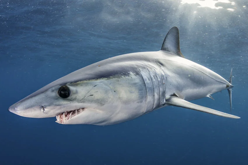 Shortfin Mako Shark swimming just beneath the ocean surface, showing its pointed snout, streamlined body, and powerful open-water profile.