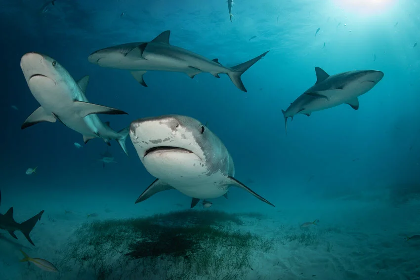 Several Tiger Sharks circle through clear blue water above a sandy seafloor, showing their powerful bodies and distinctive striped markings.