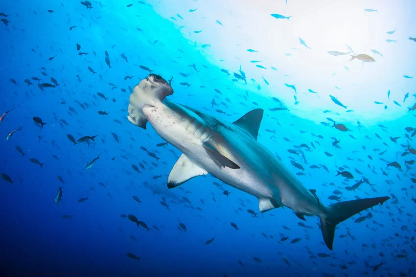 Hammerhead Shark swimming through bright tropical water beneath a school of fish, with its distinctive wide head clearly visible.