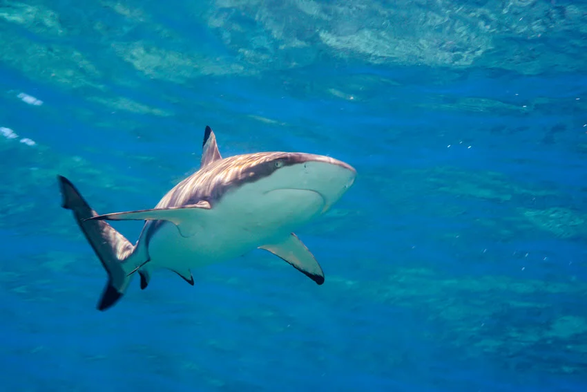 Bull Shark swimming through clear Florida water, showing the powerful body shape and coastal habitat that make this species common in shark season discussions.