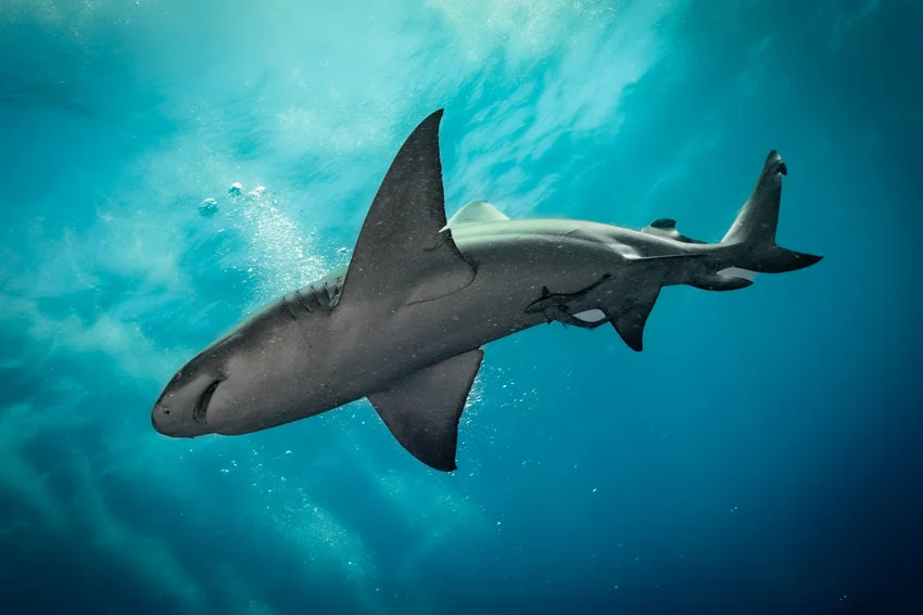 Bull Shark swimming below the surface in clear Florida water, showing one of the most common coastal Shark species anglers may encounter during shark season.