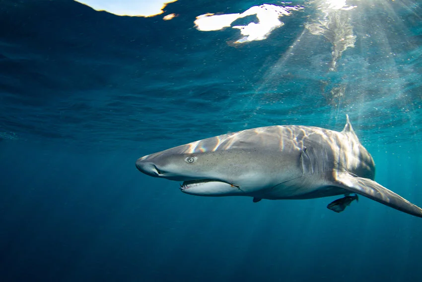 Underwater view of a Bull Shark swimming through clear blue Florida water, a strong visual for Florida shark season, coastal habitat, and common Shark species.