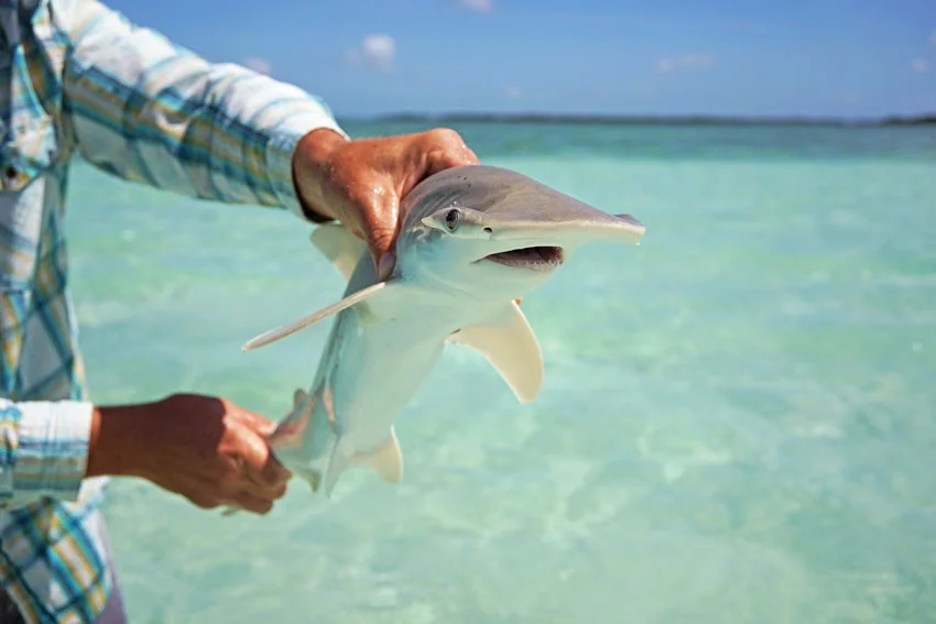 Angler carefully handling a juvenile Shark in shallow Florida water, showing a safe catch and release moment during coastal shark fishing.