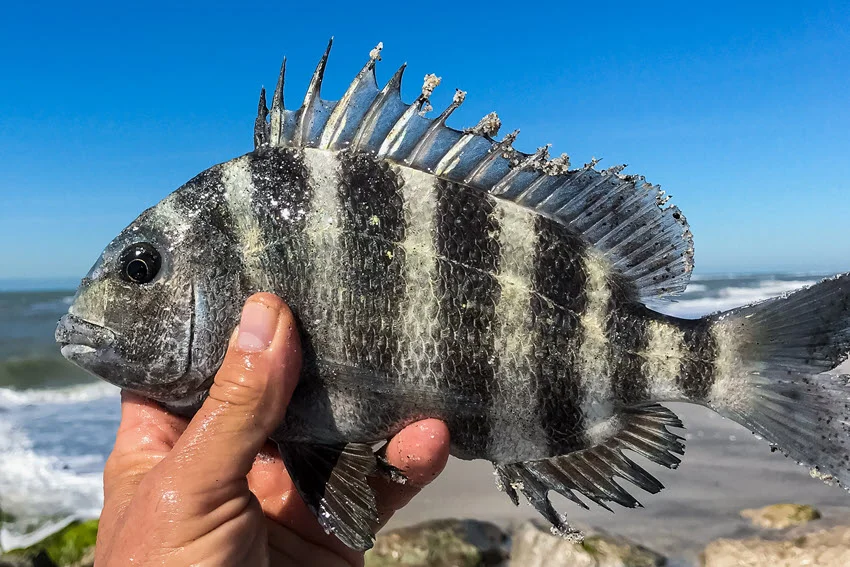 Sheepshead Fishing: The Angler's Guide