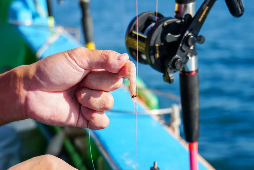 Angler preparing shrimp bait on a fishing line, a popular natural bait choice for catching Sheepshead around docks, pilings, rocks, and reefs.