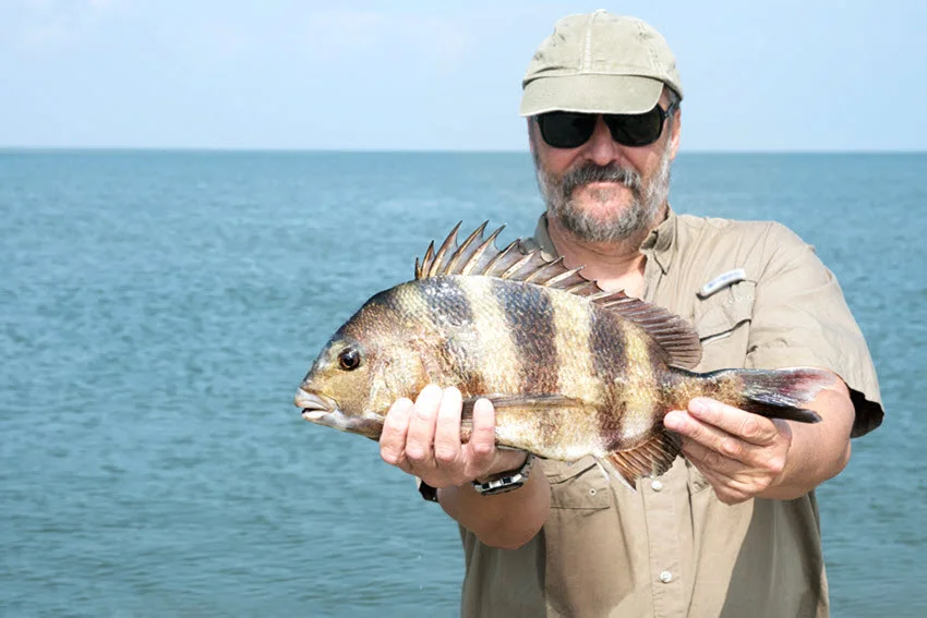 Sheepshead Season in Florida: Rules, Tips, and Best Times.