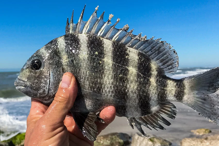Close up shot of a freshly caught Sheepshead held by hand near the Florida surf, showing bold black stripes, spiny dorsal fin, and wet scales on a bright day.