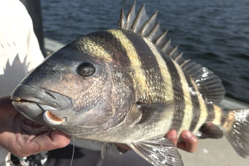 Close up shot of a Sheepshead hooked on a small artificial lure on a boat in Florida, highlighting the fish stripes, thick lips, and sharp dorsal spines.