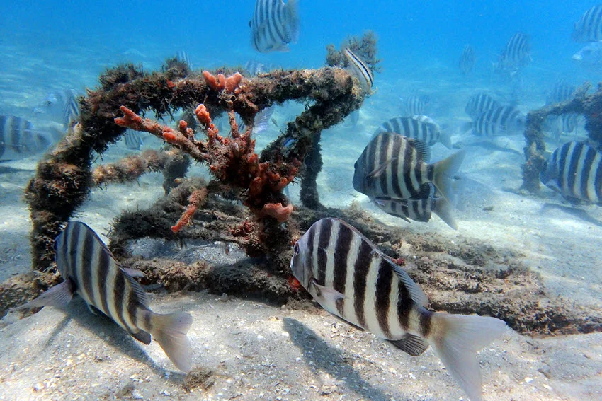 Underwater view of a school of Sheepshead cruising over a sandy bottom around reef structure, showing their black vertical stripes in clear coastal water.