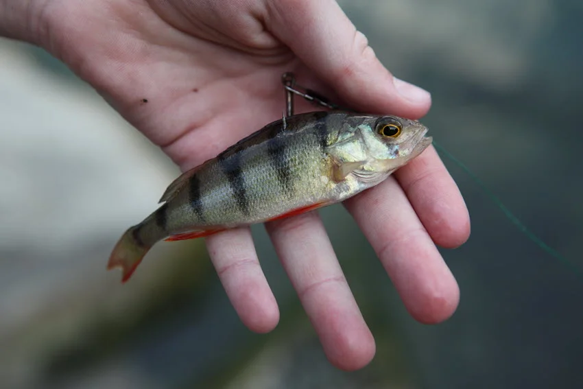 Focused shot of a small bait fish resting on the angler's palm, with a blurred background enhancing the fish’s details.