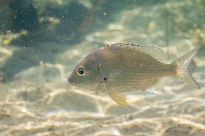 Close shot of a Yellowfin Bream swimming in clear water near the sandy bottom, with its fins and scales clearly visible.