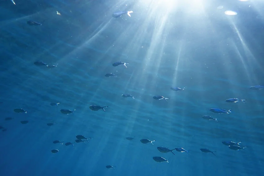 A view from below toward the ocean surface, showing a school of small fish swimming upward, with rays of sunlight streaming down through the water.