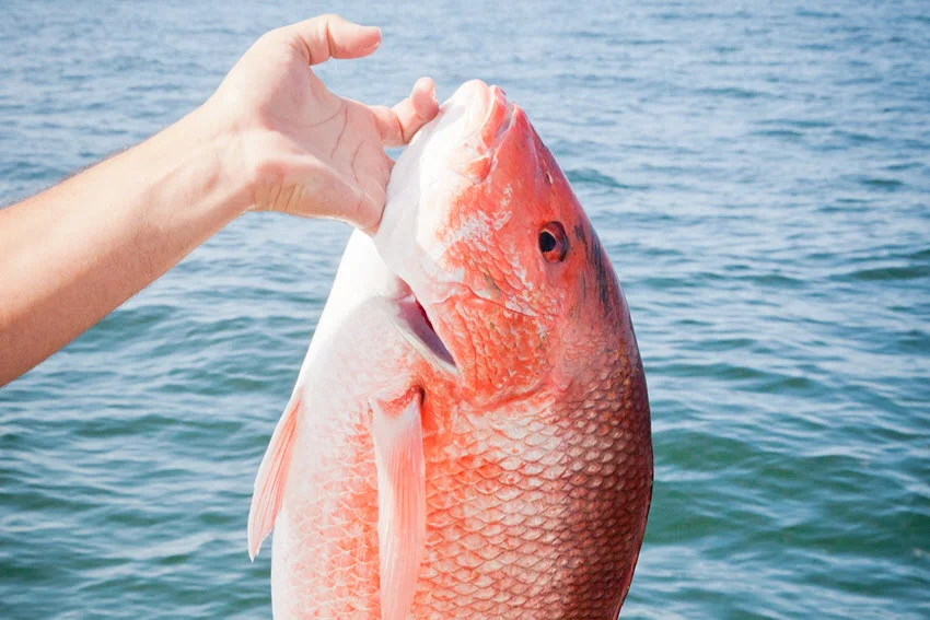 Close view of a freshly caught Red Snapper held by the mouth above calm open water.