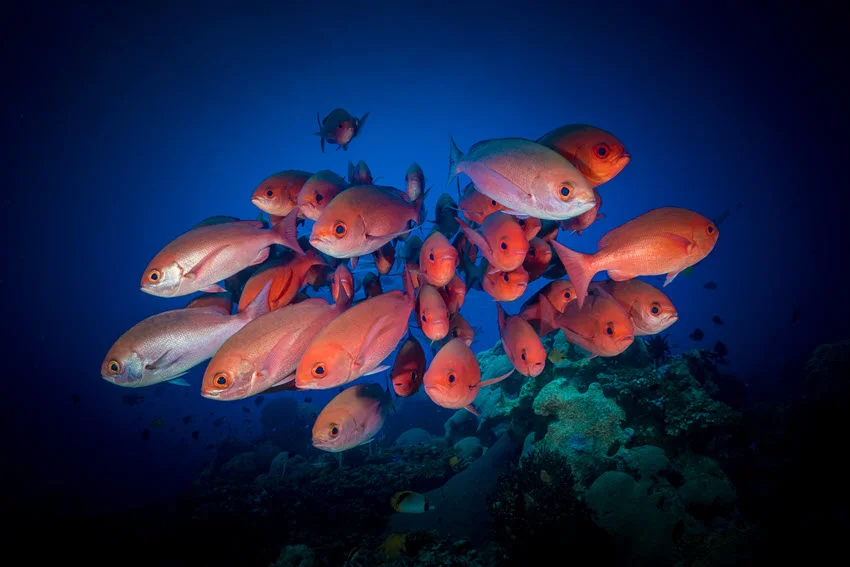 A large group of schooling Red Snapper swimming together above a vibrant coral reef, forming a dense, colorful cluster in the clear ocean water.