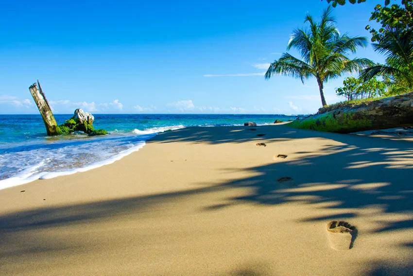 Costa Rica style tropical beach with palm shade and clean sand beside clear water, a warm coastal setting often tied to inshore and surf-zone fishing.