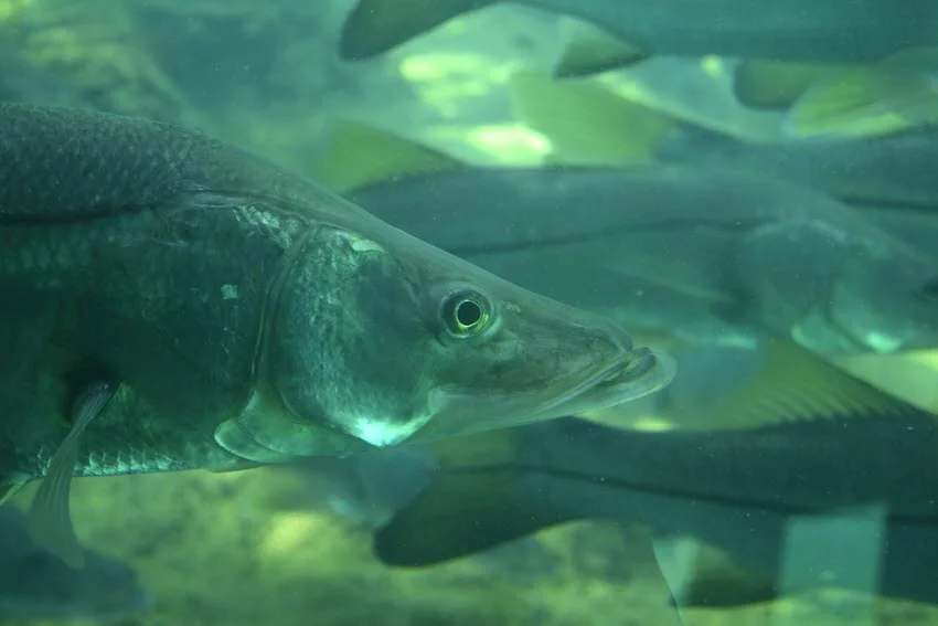 Close-up underwater view of a Snook holding in the water column near shaded structure, a common look around deeper edges and current breaks.