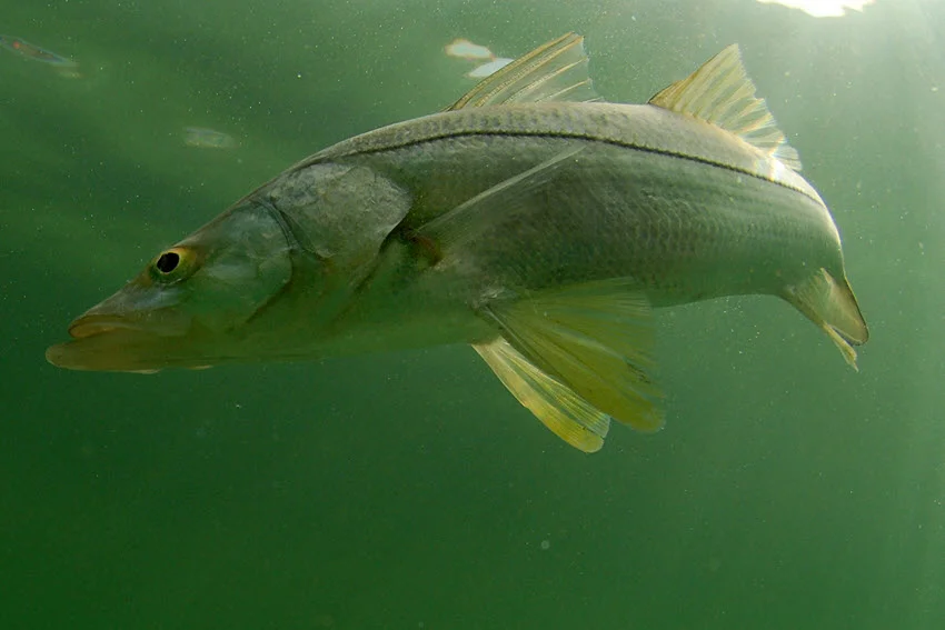 Underwater view of a Snook cruising through green inshore water, showing its sleek profile and the kind of stained-water conditions where anglers work docks, mangroves, and current seams.
