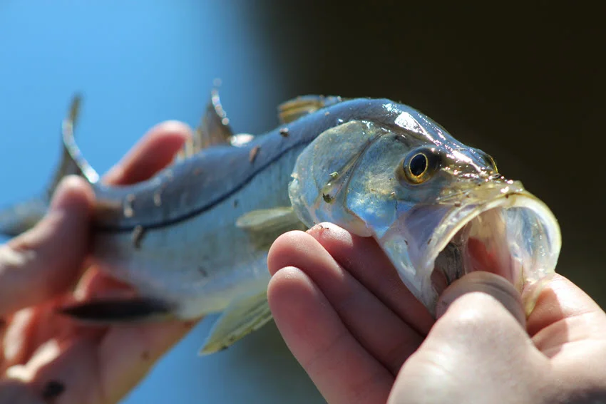 Close-up shot of an angler holding a Snook at the waterline on the Florida coast, showing the fish head and open mouth.