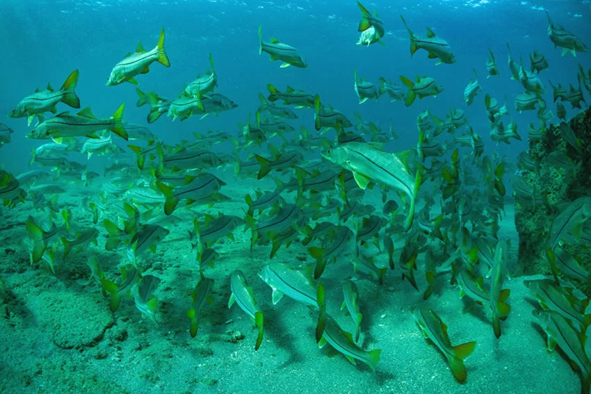 Underwater view of a large school of Snook moving over a sandy bottom in clear Florida water near structure.