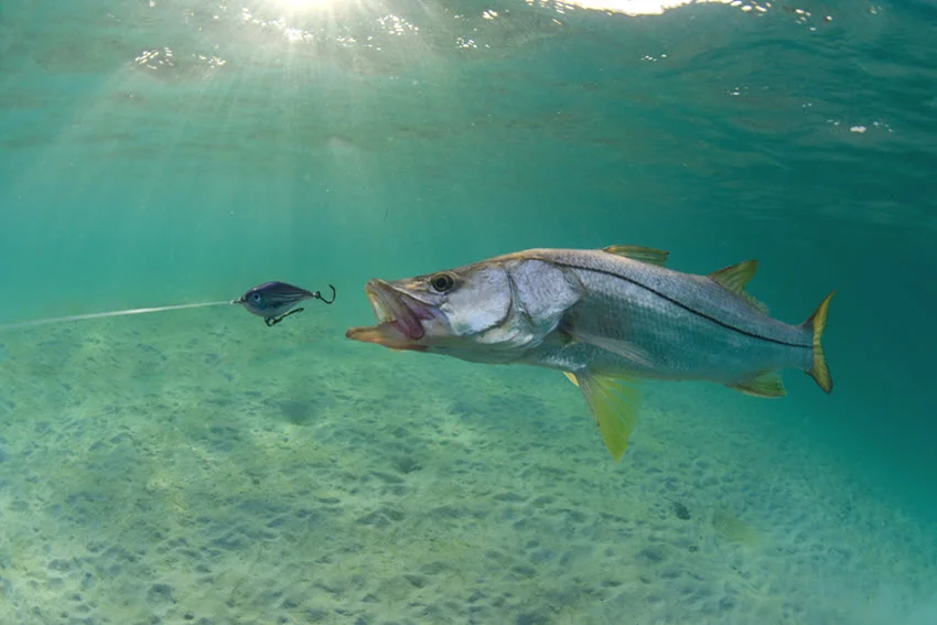 Underwater shot of a Snook tracking a lure in clear Florida water, with sunlight beams and a sandy bottom.