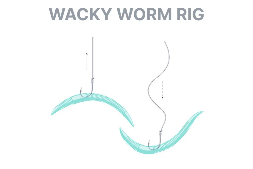Wacky worm rig fishing tackle illustration for targeting predatory Bass using a spinning rod, braided line, and a specialized hook.