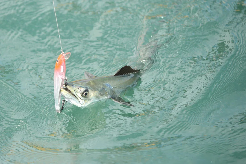 Spanish Mackerel hooked near the surface in clear water, swimming just below a lure as it is reeled in.