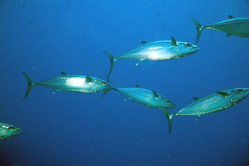 School of Spanish Mackerel cruising through blue water, swimming in a tight formation with light shimmering off their sides.