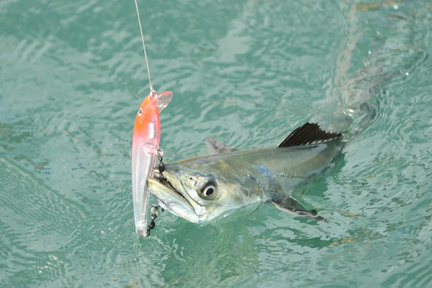 Spanish Mackerel hooked on an artificial lure at the surface in green Florida water, showing the aggressive strike and fast action this species is known for.