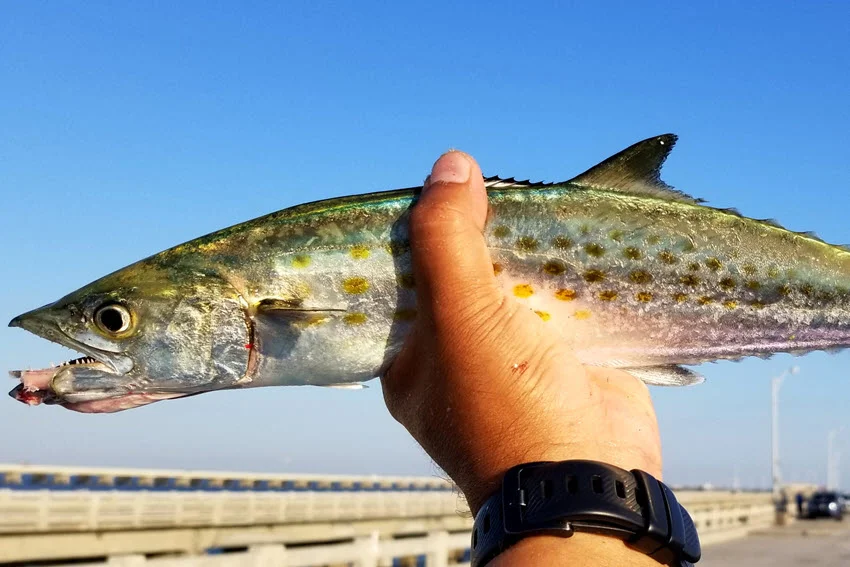 Spanish Mackerel Season in Florida: Rules, Tips, and Best Times.