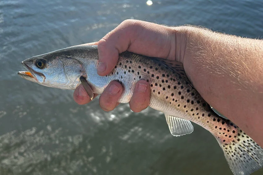 Speckled Trout Fishing: The Angler's Guide